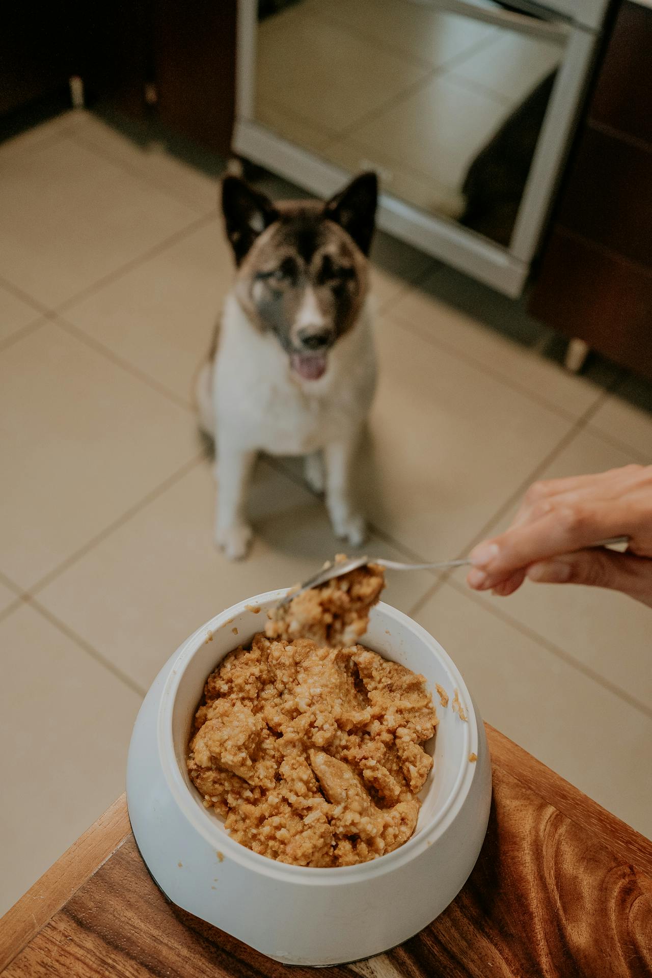 Dog eating homemade food