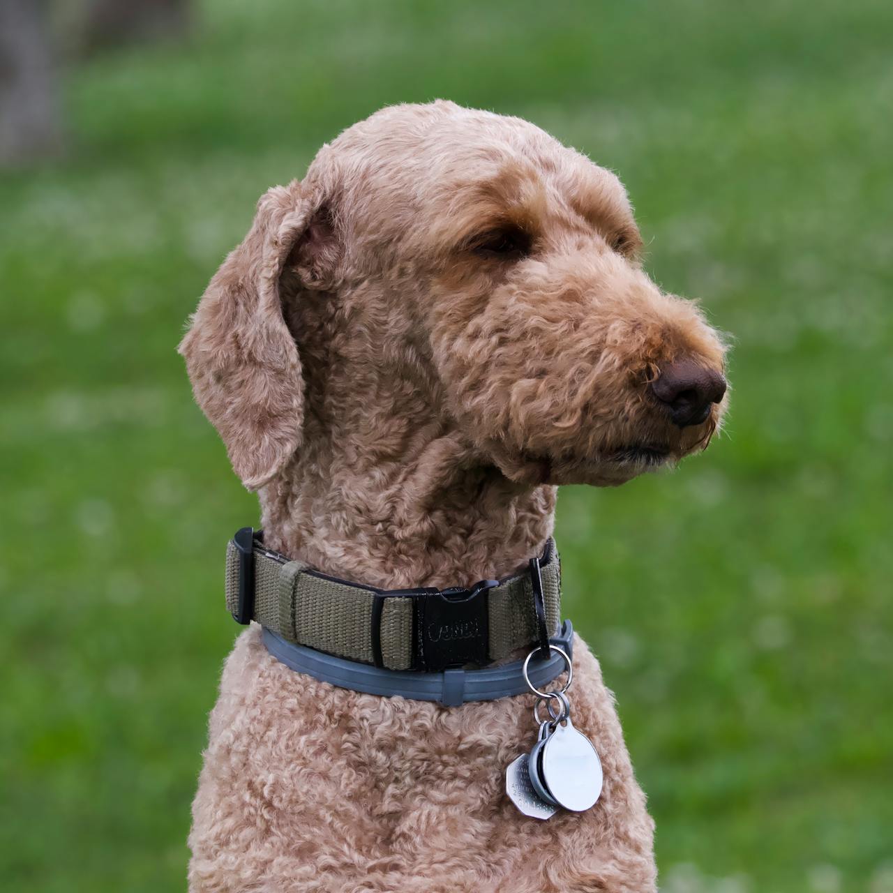 Dog with GPS tracker on collar