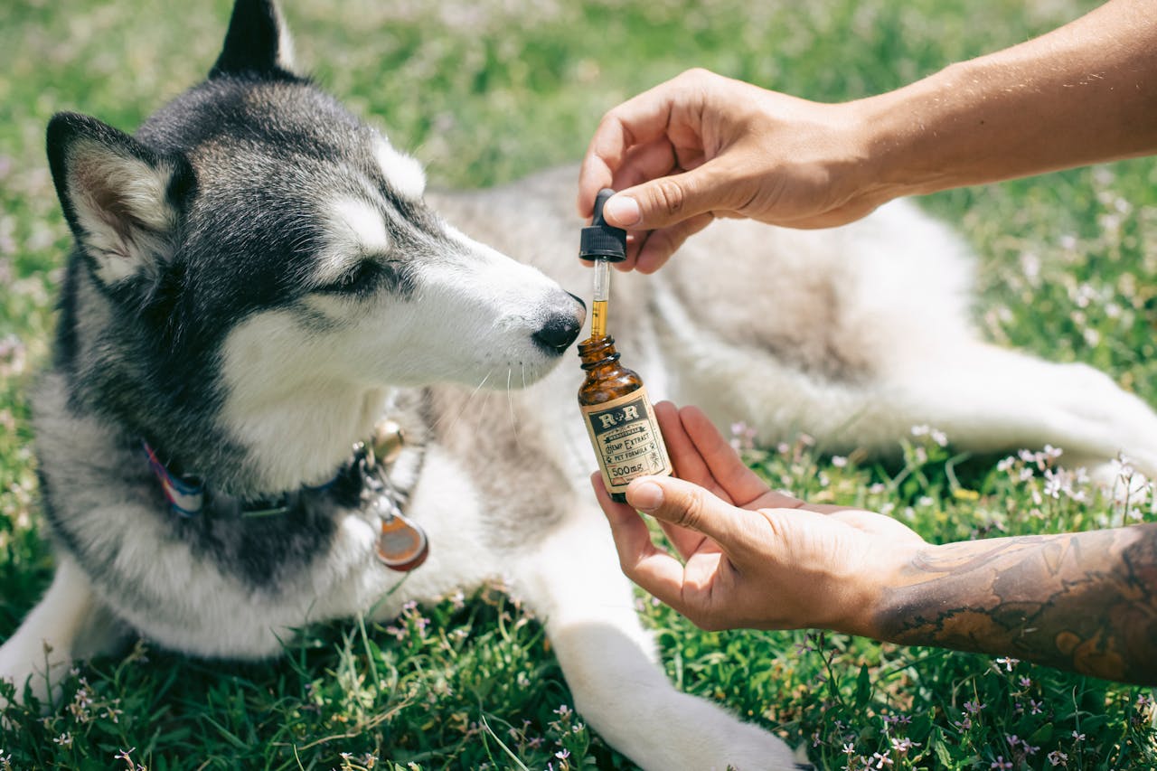 Dog with supplements
